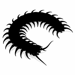 ムカデ・ヤスデ・アリ